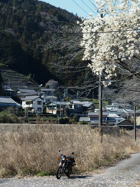 道路脇に停めた黒いバイクSR125の奥に、枯れ草の広がる空き地と集落、段々の茶畑が続き、右上に高い位置で白いハクモクレンの花が咲く風景。遠くの花と周囲の土地の広がりを引きで捉えた一枚。