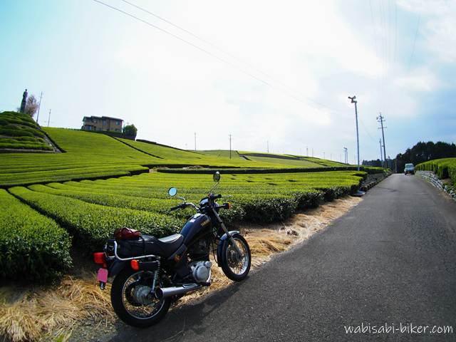 萌黄色の新芽が広がる茶畑の中、道路脇に黒いバイクSR125を停めた風景。奥へ続く畝のラインと坂道が伸び、遠くに軽トラックが見える。