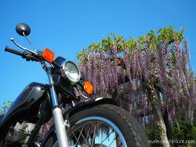 藤の花と黒いオートバイと青空、SR125