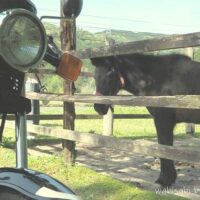 ポニーとバイク(SR125) 掛川 しばちゃんランチマーケット