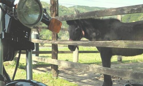 ポニーとバイク(SR125) 掛川 しばちゃんランチマーケット