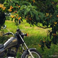 ビワの実がたわわに実った枝をクローズアップし、その下に停めたYAMAHA SR125のタンクと前輪が写っている構図。背後にはザクロの赤い花もわずかに見える