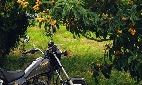 ビワの実がたわわに実った枝をクローズアップし、その下に停めたYAMAHA SR125のタンクと前輪が写っている構図。背後にはザクロの赤い花もわずかに見える