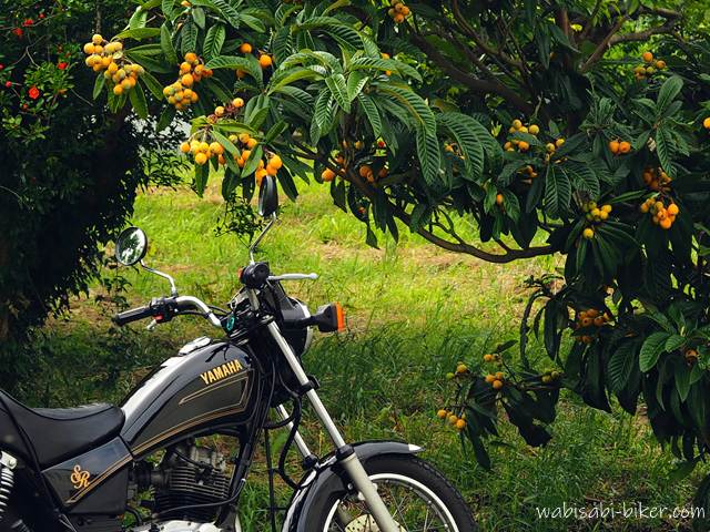 ビワの実がたわわに実った枝をクローズアップし、その下に停めたYAMAHA SR125のタンクと前輪が写っている構図。背後にはザクロの赤い花もわずかに見える