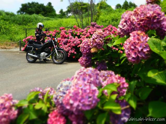 紫陽花が咲き誇る駐車場にて、YAMAHA SR125と黒いアロハシャツ姿のライダー。手前にはピンクと紫の紫陽花が大きく前ボケで入り、奥にバイクと人物。服の柄は鶴とイチョウだが、遠目では判別しづらい