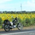 バイクに乗った日の服装メモ｜2025年7月中旬・ヒマワリの咲く頃