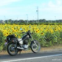 ヒマワリ畑の前に停まるYAMAHA SR125。道路脇にバイクを寄せ、背景には満開のヒマワリ、その奥は茶畑が広がっている。夏の晴れた夕方、バイクと季節の花を記録した一枚