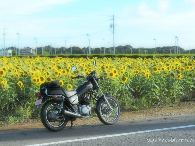 ヒマワリ畑の前に停まるYAMAHA SR125。道路脇にバイクを寄せ、背景には満開のヒマワリ、その奥は茶畑が広がっている。夏の晴れた夕方、バイクと季節の花を記録した一枚