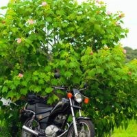 濃い緑の芙蓉の木の前に黒いバイク(YAMAHA SR125)が停められている。芙蓉の花がピンク色に点々と咲いており、夏の終わりを思わせる風景