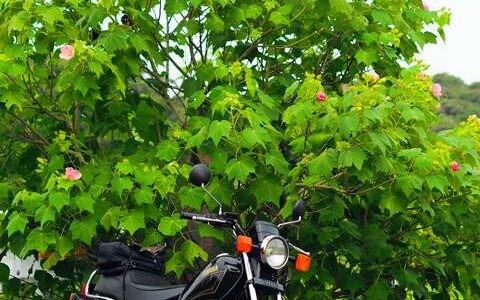 濃い緑の芙蓉の木の前に黒いバイク(YAMAHA SR125)が停められている。芙蓉の花がピンク色に点々と咲いており、夏の終わりを思わせる風景