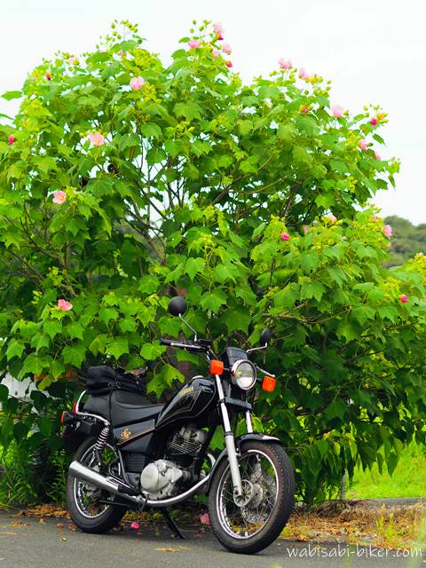 濃い緑の芙蓉の木の前に黒いバイク(YAMAHA SR125)が停められている。芙蓉の花がピンク色に点々と咲いており、夏の終わりを思わせる風景