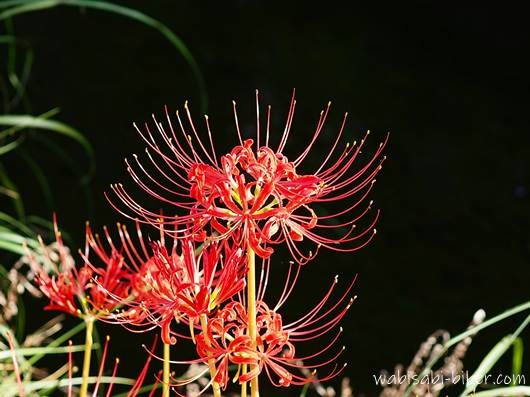 ヒガンバナ。背景は黒く、草が少し写っている