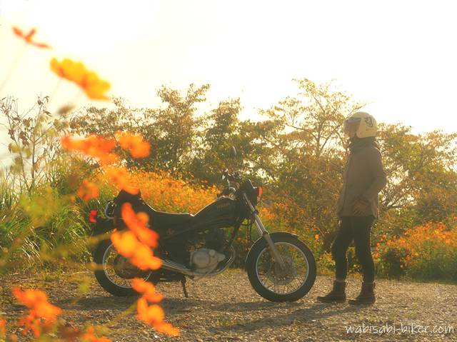 夕陽に照らされたオレンジ色のキバナコスモスの向こうに、黒いバイク(YAMAHA SR125)とライダーが並んで立っている。ヘルメット姿の人物は静かにバイクを見つめ、背景の光は黄金色に滲んでいる。秋の午後、柔らかな逆光に包まれた穏やかな風景。