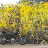黒いバイク(YAMAHA SR125)が横向きに停車しており、その背後には黄色い花を咲かせたセイタカアワダチソウが群生している。写真全体は色味が抑えられており、秋の静けさを思わせる落ち着いた印象。