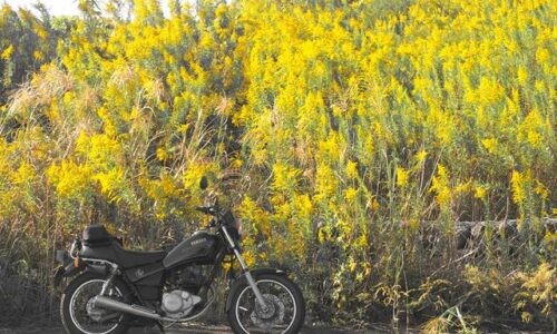 黒いバイク(YAMAHA SR125)が横向きに停車しており、その背後には黄色い花を咲かせたセイタカアワダチソウが群生している。写真全体は色味が抑えられており、秋の静けさを思わせる落ち着いた印象。