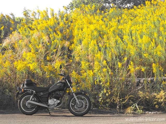 黒いバイク(YAMAHA SR125)が横向きに停車しており、その背後には黄色い花を咲かせたセイタカアワダチソウが群生している。写真全体は色味が抑えられており、秋の静けさを思わせる落ち着いた印象。