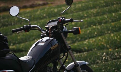 黒いバイク（YAMAHA SR125）の背景には冬の茶畑が広がり、小さな白い茶の花がまばらに残っている。