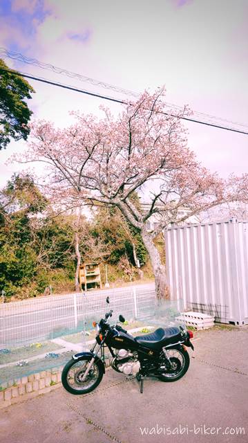 早咲きの桜の木の前に停められた黒いバイク(YAMAHA SR125)