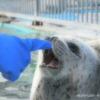 とっかりセンターで保護されたアザラシの赤ちゃんが、飼育員の青い手袋に反応して、口を開けている様子。