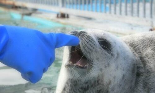 とっかりセンターで保護されたアザラシの赤ちゃんが、飼育員の青い手袋に反応して、口を開けている様子。