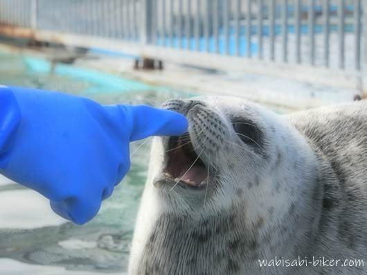 とっかりセンターで保護されたアザラシの赤ちゃんが、飼育員の青い手袋に反応して、口を開けている様子。
