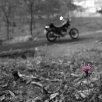 手前にアザミの花が一輪咲き、ピンク色のみが強調されている。背景はモノクロでぼかされており、奥にはバイクが停まっている。