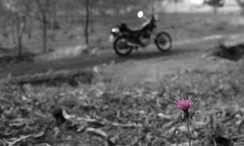 手前にアザミの花が一輪咲き、ピンク色のみが強調されている。背景はモノクロでぼかされており、奥にはバイクが停まっている。