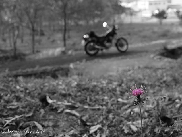 手前にアザミの花が一輪咲き、ピンク色のみが強調されている。背景はモノクロでぼかされており、奥にはバイクが停まっている。