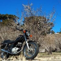 白梅が咲く木々の前に停めた黒いバイクSR125を、青空を背景に下からの構図で捉えた一枚。手前に冬の枯れ草が広がる2月の風景。