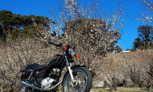 白梅が咲く木々の前に停めた黒いバイクSR125を、青空を背景に下からの構図で捉えた一枚。手前に冬の枯れ草が広がる2月の風景。