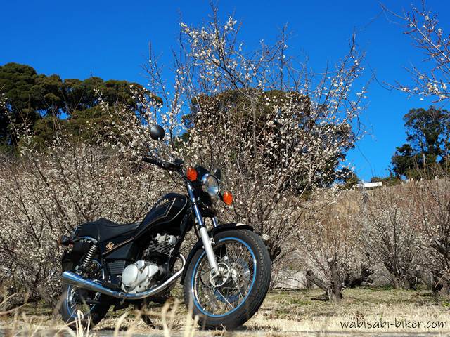 白梅が咲く木々の前に停めた黒いバイクSR125を、青空を背景に下からの構図で捉えた一枚。手前に冬の枯れ草が広がる2月の風景。