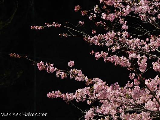 黒い背景の中で、右側から伸びる桜の枝と淡いピンクの花を捉えた写真。暗闇との対比で花の色と形が際立っている。