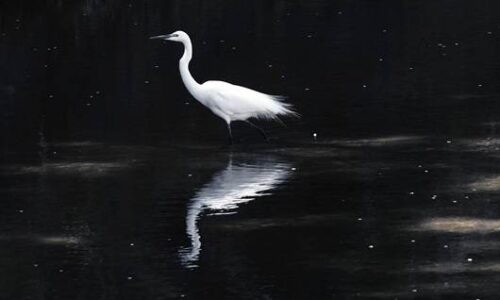 浅い川に立つシラサギを横から捉えた写真。黒い水面に白い体がくっきり映り込み、周囲には桜の花びらが点在して浮かんでいる。