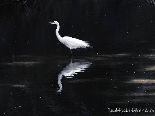 浅い川に立つシラサギを横から捉えた写真。黒い水面に白い体がくっきり映り込み、周囲には桜の花びらが点在して浮かんでいる。
