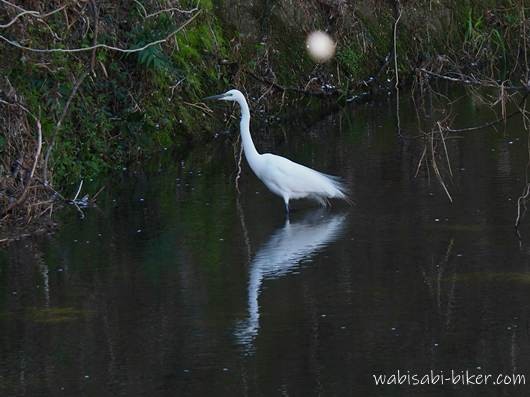 川の浅瀬に立つシラサギを横から捉えた写真。暗い水面に姿が反射し、周囲には桜の花びらが浮かび、上には舞い落ちる一枚の花びらが写っている。