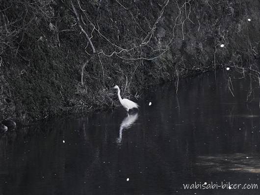 川の浅瀬に立つシラサギの全身を横から捉えた写真。暗い水面に白い姿が反射し、周囲には桜の花びらが舞い落ちている。背景には土手の草と枝が広がる。