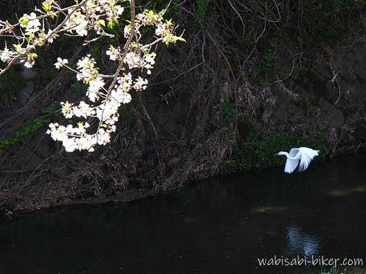 川の上を飛ぶシラサギを横から捉えた写真。画面左上には桜の枝と花が広がり、暗い水面との対比の中で白い翼が際立っている。