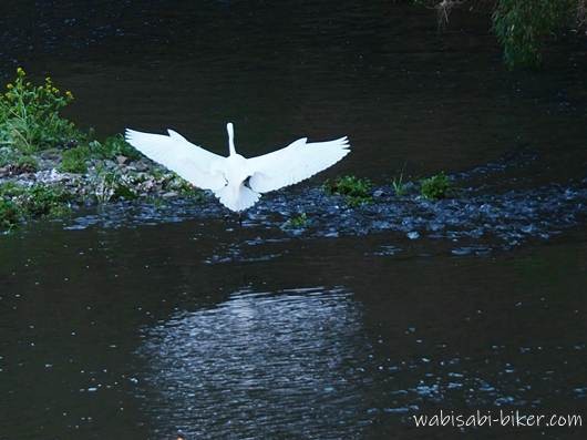 川面に向かって降りるシラサギの後ろ姿を捉えた写真。大きく広げた翼が白く際立ち、下には水面の反射が広がっている。