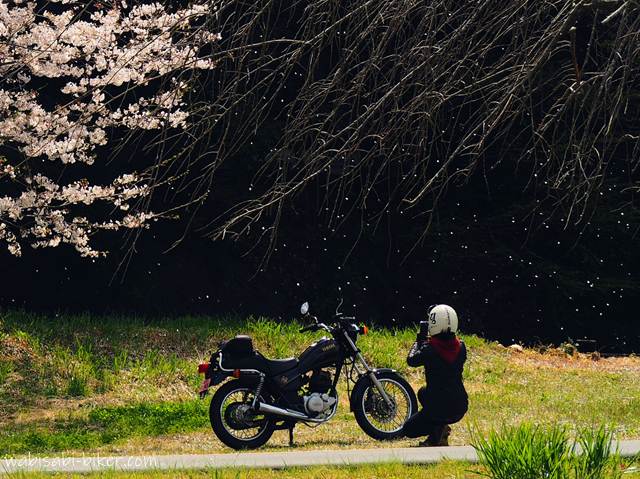 黒い背景の前で舞う桜の花びらの中、道路脇に停めたバイクSR125の横でライダーがしゃがみ込み、スマートフォンで撮影している。左端に咲き残りの桜の枝、上部には葉の落ちたしだれ桜の枝が垂れている。