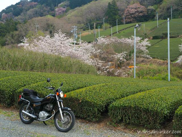 新芽が出始めて緑のグラデーションを帯びた茶畑の前に、黒いバイクSR125を停めて撮影。背景の斜面には桜が点在している春の風景。