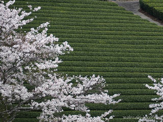 整然と連なる茶畑を背景に、手前に咲く桜を入れて写した春の風景。緑の列と桜のやわらかな色が重なっている。