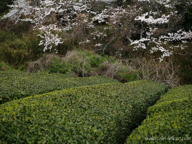 新芽が出始めて淡い緑のグラデーションを帯びた茶畑の列と、背後に咲く桜を写した春の風景。