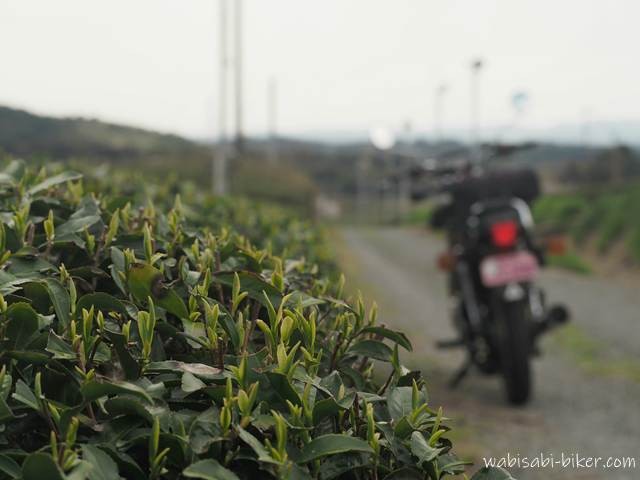 生え始めの茶畑の新芽を手前に捉え、奥に黒いバイクSR125をぼかして配置。曇り空のやわらかな光の中、芽吹きの季節を静かに写した一枚。