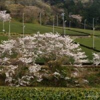 新芽が出始めた茶畑の斜面に、桜の木々が点在して咲く風景。整った茶の列と桜のやわらかな色が重なり、春の気配が静かに広がっている。
