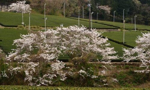 新芽が出始めた茶畑の斜面に、桜の木々が点在して咲く風景。整った茶の列と桜のやわらかな色が重なり、春の気配が静かに広がっている。
