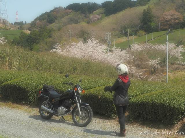 茶畑の新芽が広がる中、黒いバイクSR125を停め、ヘルメット姿の人物が桜を見つめるセルフスナップ。背景の斜面には桜が咲き、やわらかな春の光に包まれている。