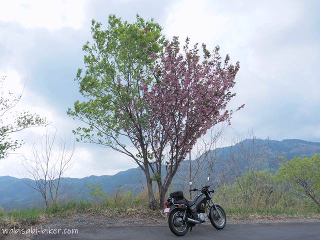 新緑の緑と八重桜のピンクが一つの木のように重なって立つ春の風景の下に、黒いバイクSR125を停めた一枚。背後には山並みと曇り空が広がり、季節が入れ替わる境目の色の対比が際立っている。