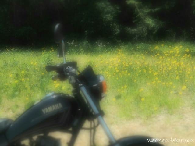 黒いバイクSR125のタンクとハンドルがやわらかくぼけ、その奥にブタナ（タンポポモドキ）の黄色い花が一面に広がる初夏の風景。背景は木々の緑。