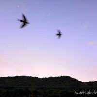 5月の夕暮れの空を飛ぶツバメ。竹田城跡周辺の山並みの上に月が浮かんでいる。