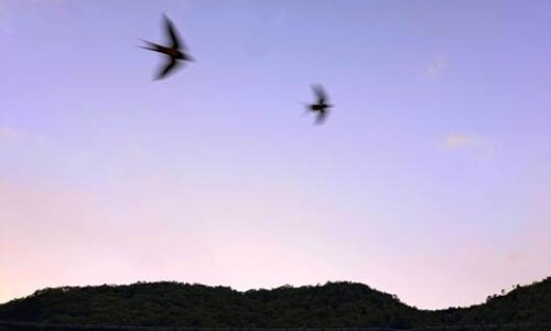 5月の夕暮れの空を飛ぶツバメ。竹田城跡周辺の山並みの上に月が浮かんでいる。